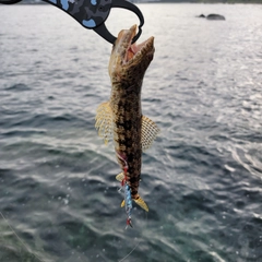 アカエソの釣果