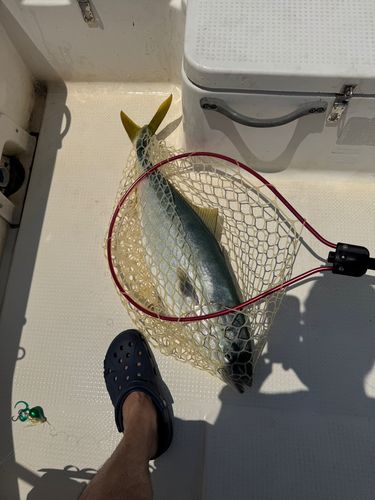 ワラサの釣果