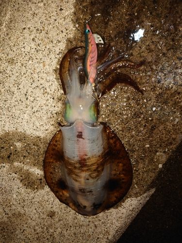 アオリイカの釣果