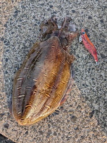 モンゴウイカの釣果