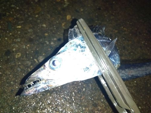 タチウオの釣果