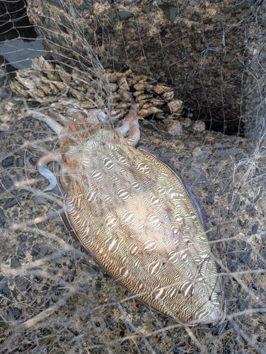 コウイカの釣果