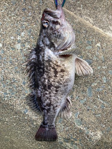 クロソイの釣果