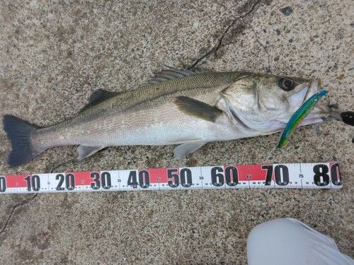 シーバスの釣果