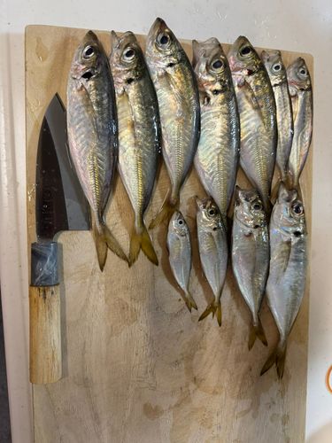 マアジの釣果