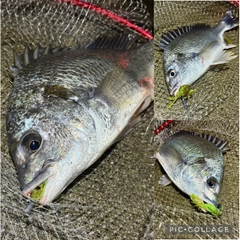 キビレの釣果