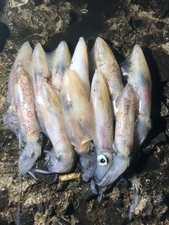 マメイカの釣果