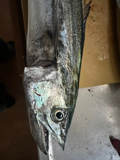 サゴシの釣果