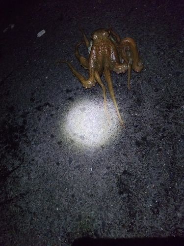 タコの釣果