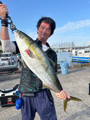 ブリの釣果