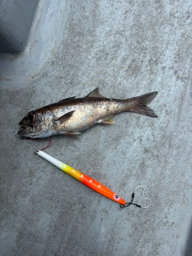 クロムツの釣果