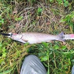 ブラウントラウト