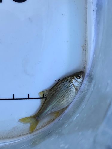 タイリクバラタナゴの釣果