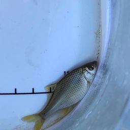 タイリクバラタナゴ