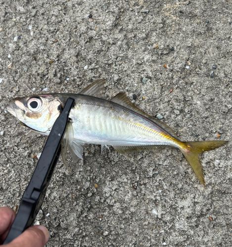 マアジの釣果