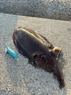 コウイカの釣果