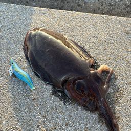 コウイカ