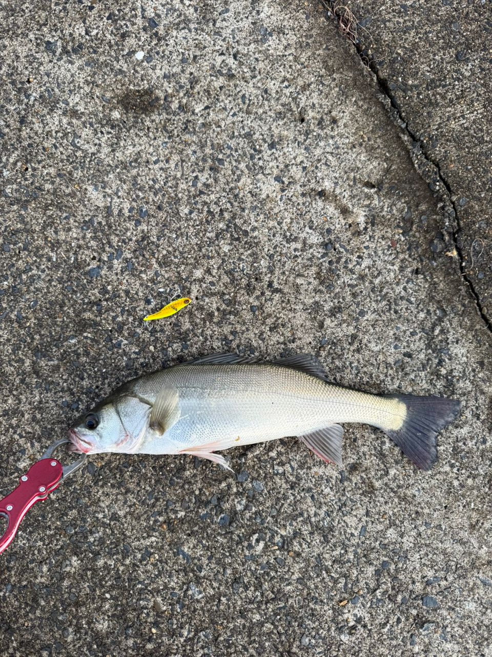 セイゴ（マルスズキ）