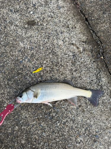 セイゴ（マルスズキ）の釣果