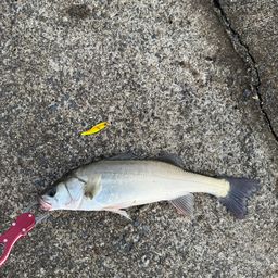 セイゴ（マルスズキ）