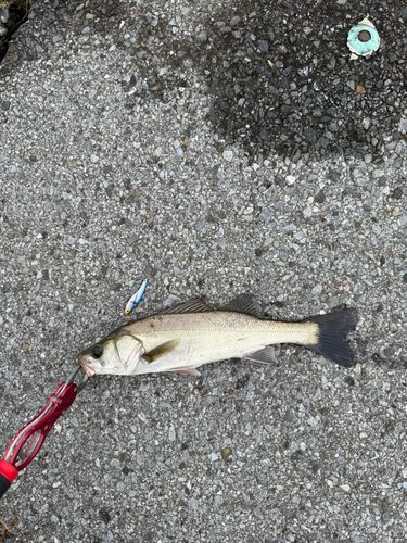 セイゴ（マルスズキ）の釣果