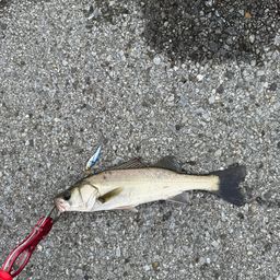 セイゴ（マルスズキ）