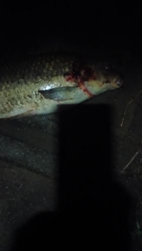 コイの釣果