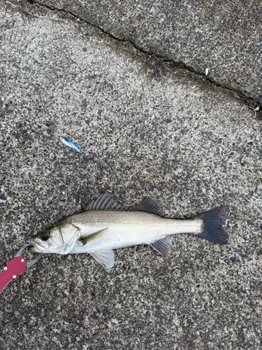 セイゴ（マルスズキ）の釣果