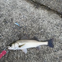 セイゴ（マルスズキ）