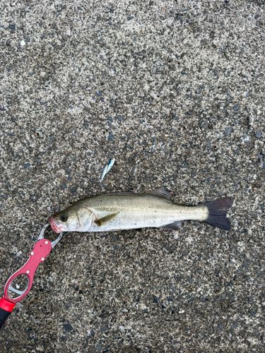 セイゴ（マルスズキ）の釣果