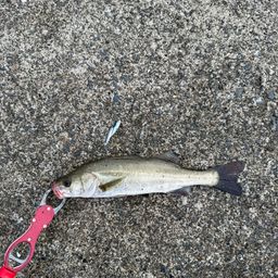 セイゴ（マルスズキ）