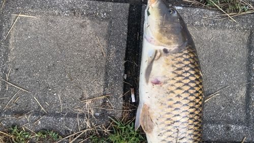 コイの釣果