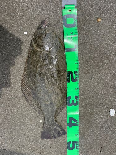 ヒラメの釣果