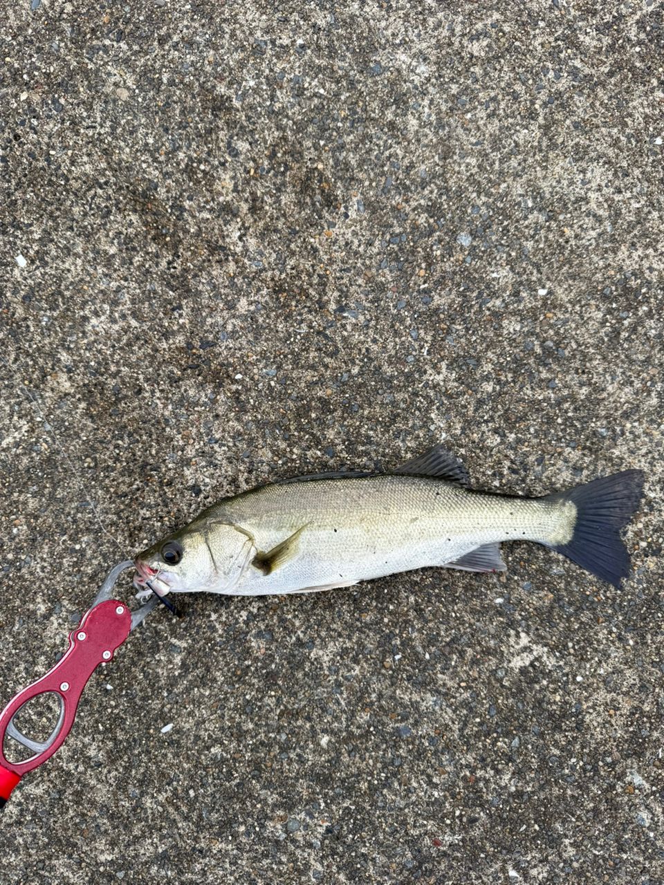 セイゴ（マルスズキ）