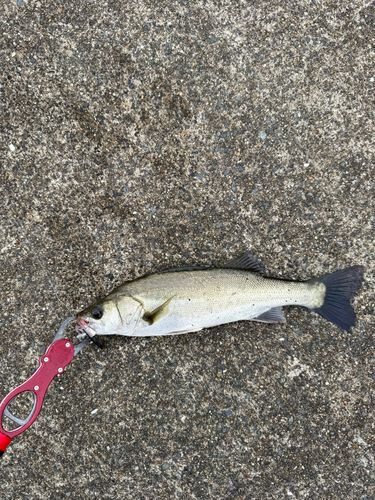セイゴ（マルスズキ）の釣果
