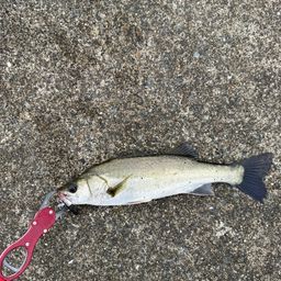 セイゴ（マルスズキ）