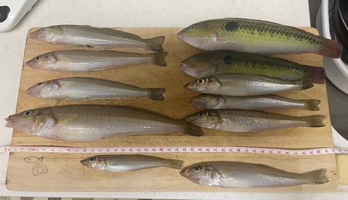 シロギスの釣果