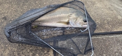 スズキの釣果