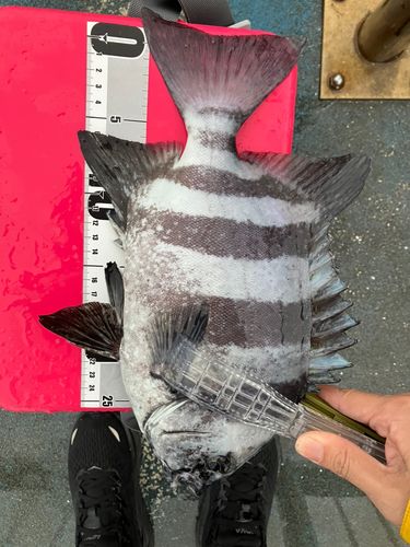 イシダイの釣果