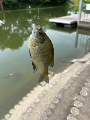 ブルーギルの釣果