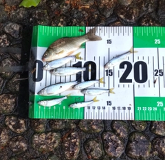 フナの釣果