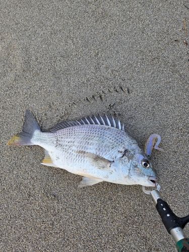 キビレの釣果