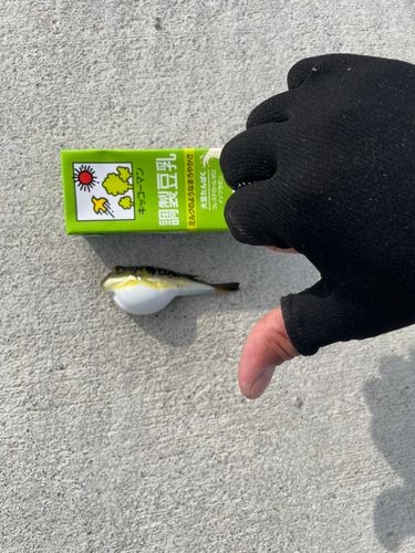 クサフグの釣果