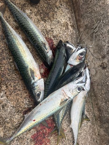 サバの釣果