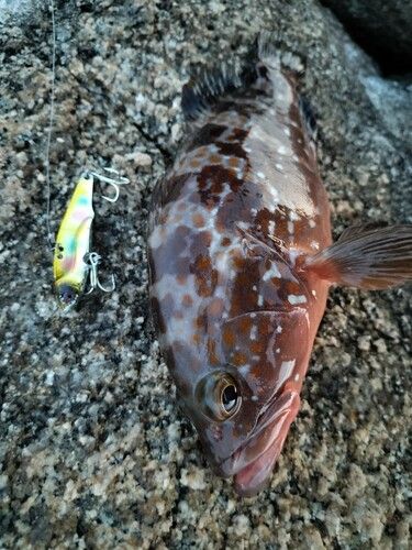 アコウの釣果