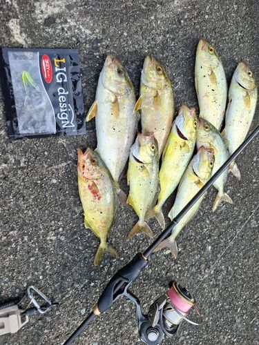 カンパチの釣果