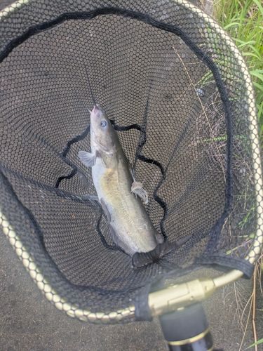 アメリカナマズの釣果