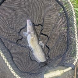 アメリカナマズ