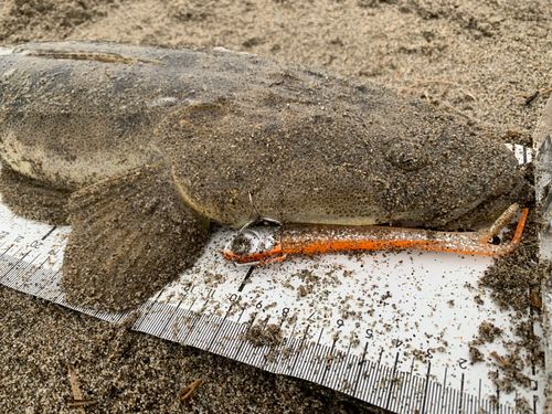マゴチの釣果