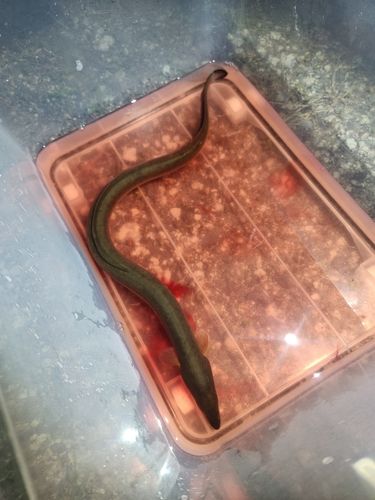 ニホンウナギの釣果